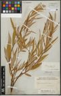 Foto von Salix acmophylla Boiss.